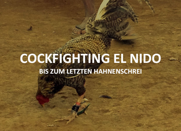 Cockfighting El Nido