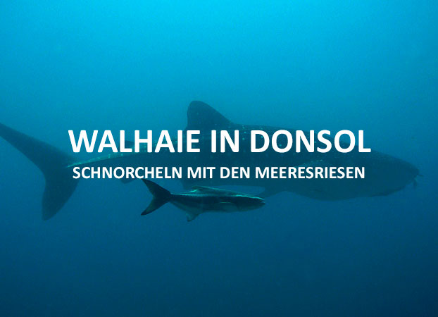 Mit Walhaien in Donsol schnorcheln