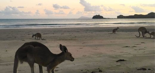 cape hillsborough kaengurus