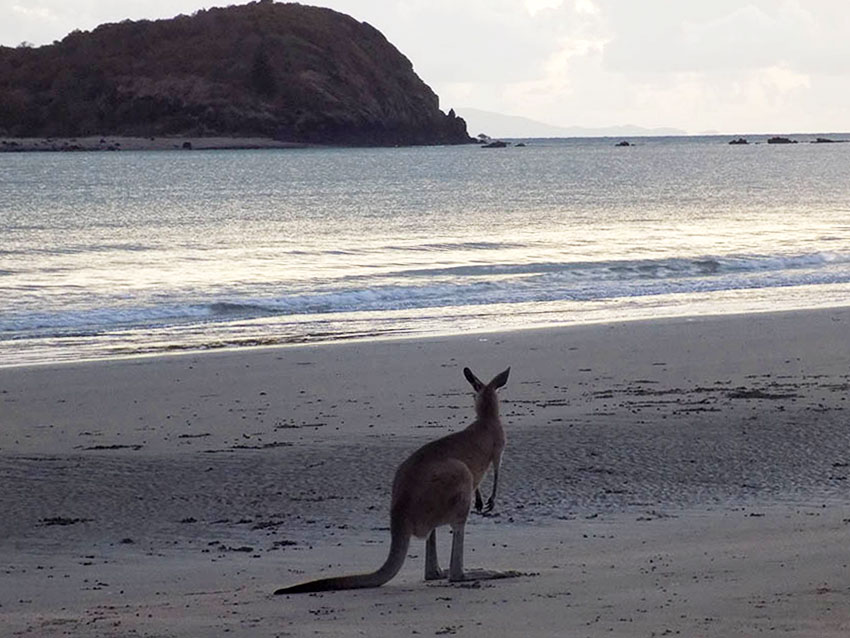 cape hillsborough kaengurus