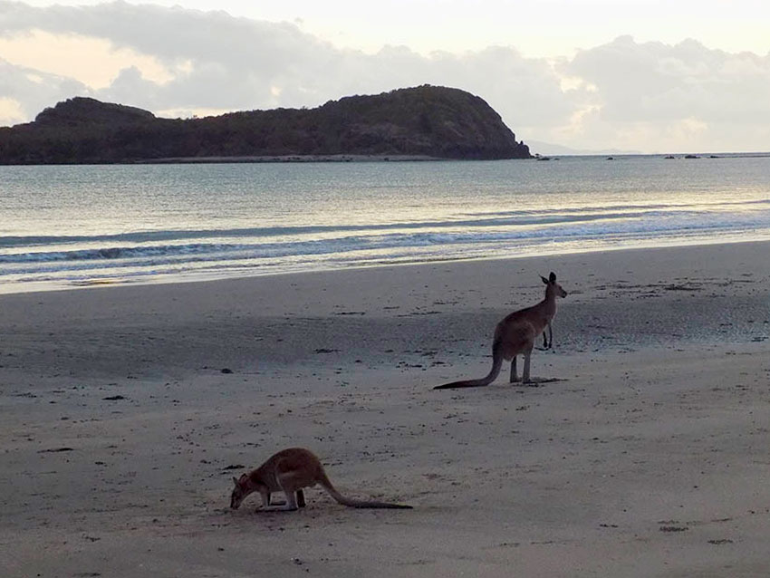cape hillsborough kaengurus