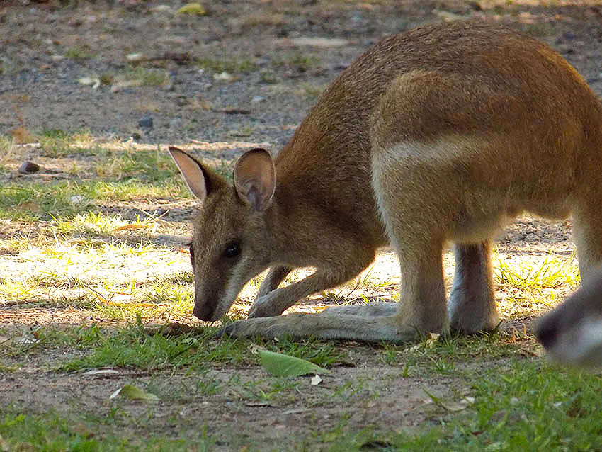 cape hillsborough kaengurus