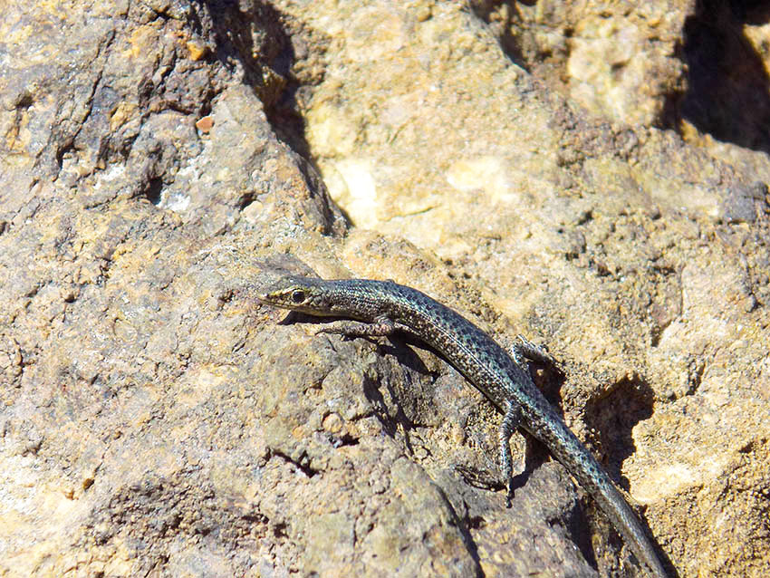 cape hillsborough kaengurus
