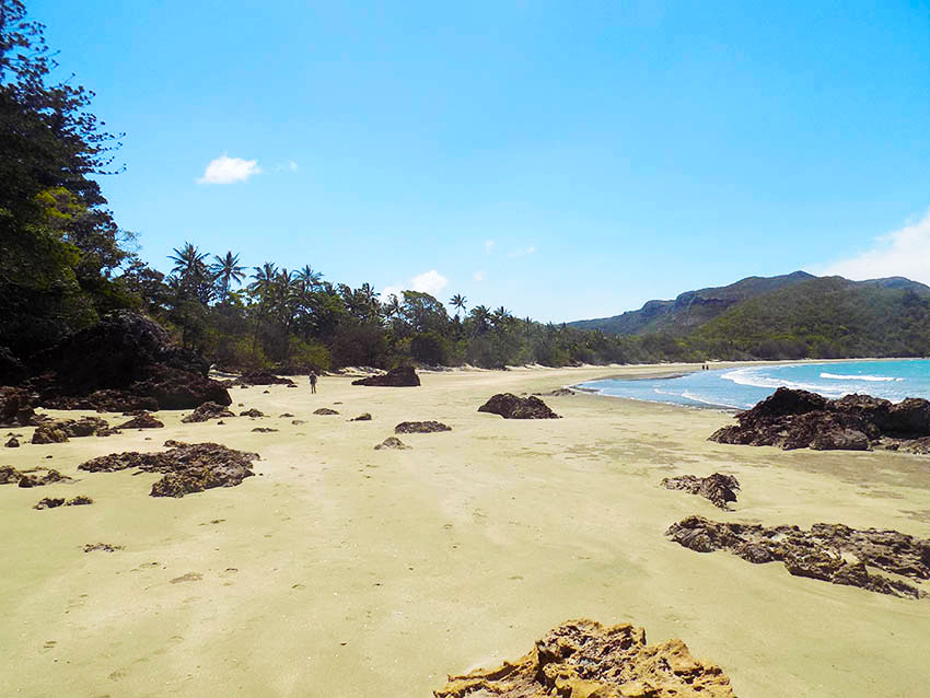 cape hillsborough kaengurus